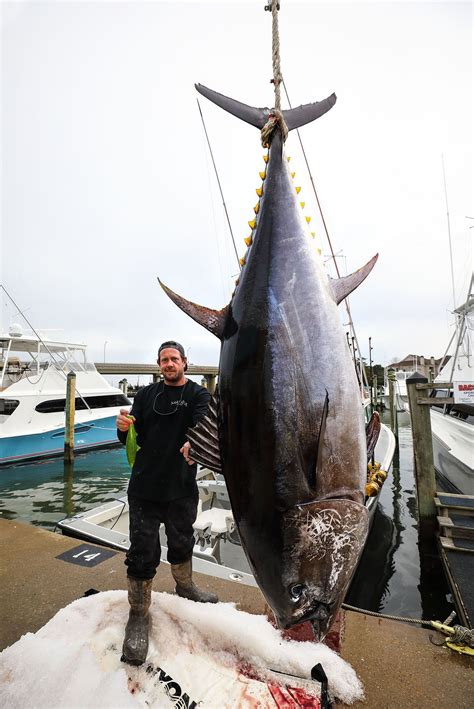 Record Giant Tuna