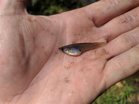 Smallest Fish Ive Ever Caught On A Hook So Far Microfishing