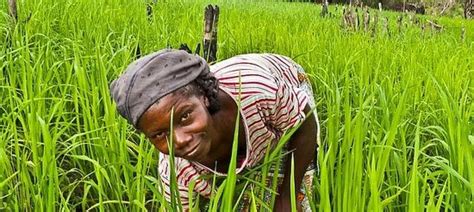 Le secteur agricole en Afrique de l'Ouest  une région qui a du