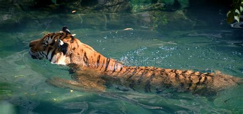 Siberian Amur Tiger Swimming Stock Photo Image Of Furry Wild 207956