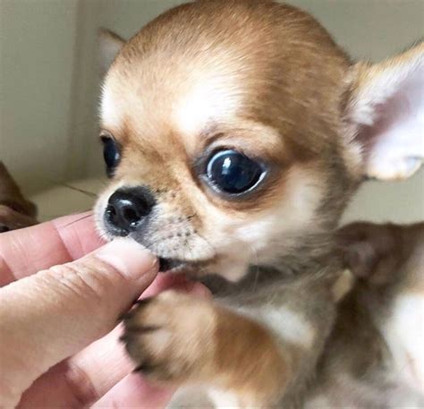 Tiny Fluffy Teacup Chihuahua