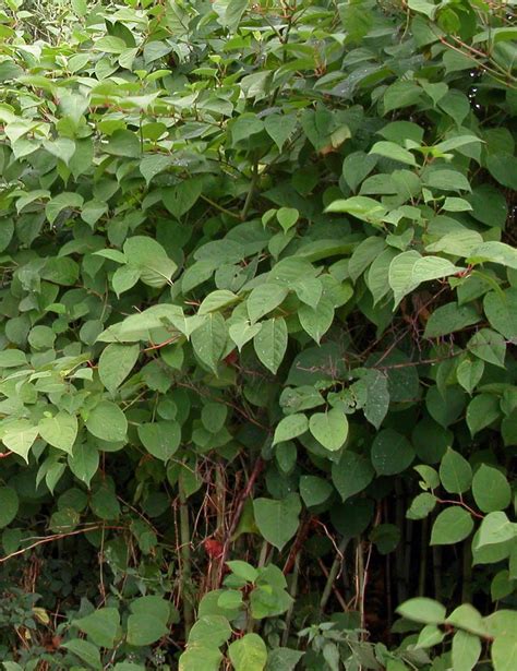 Japanese knotweed (fallopia japonica) was introduced to the british isles together with giant hogweed and himalayan balsam in the middle of the xix century as an ornamental garden plant. Japanese Knotweed Control - ALS Contracts