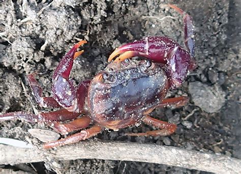In Sierra Leone Two Rainbow Hued Land Crabs Rediscovered After 66 Years
