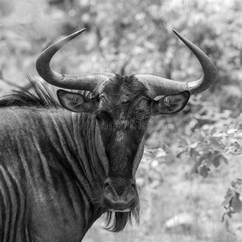 A Blue Wildebeest And X28connochaetes Taurinusand X29 In The South