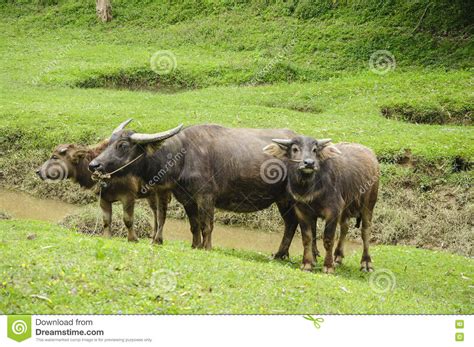 The Farm Cattle On Grassland Stock Photo Image Of Ranch Meadow 72678510