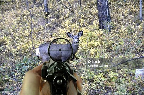 Rifle And Scope With Mule Deer Stock Photo Download Image Now