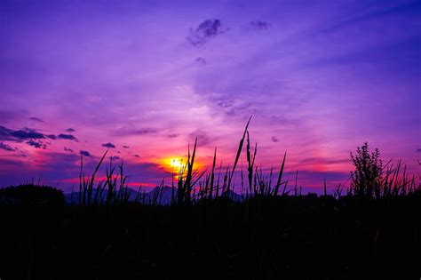 Hd Wallpaper Silhouette Of Grass Twilight Sky Sunset Nature Dusk