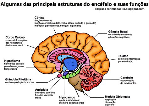 Mapa Mental Sobre FunÇÕes Cerebrais Maps4study