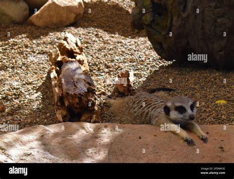 Meerkat Lying Spread Eagled On The Floor Stock Photo Alamy