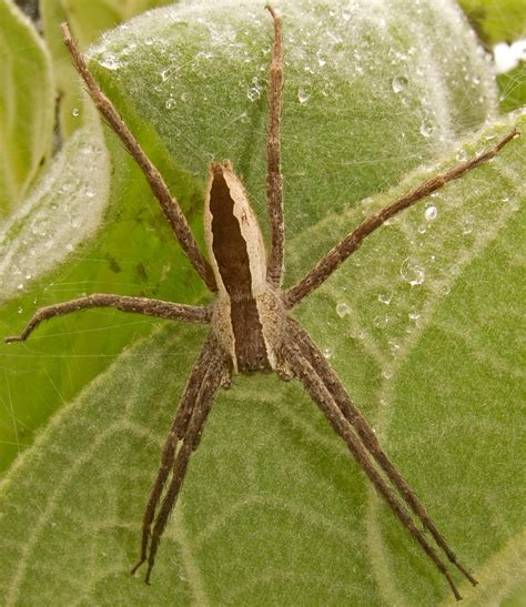 Brown Recluse Web Pics Facts About Brown Recluse Spiders By Schopen
