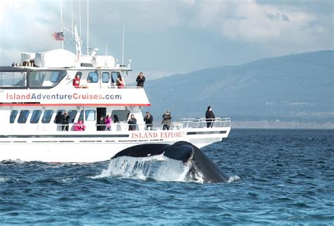 Whale Watch Tours Having ‘epic Season Near Port Angeles The