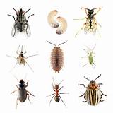 Types Of Home Pests Images