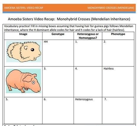 Amoeba sisters video recap answers key these pictures of this page are about:monohybrid cross worksheet answer key amoeba sisters. Monohybrids with punnett squares handout made by the ...