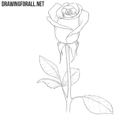 Sketched roses images stock photos vectors shutterstock. How to Draw a Rose for Beginners