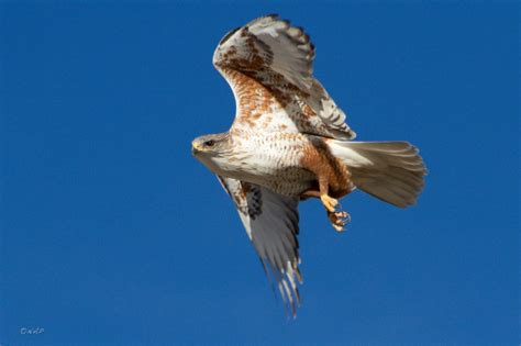 March Raptor Ferruginous Hawk Wild Lens Collective