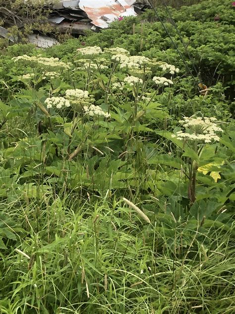 Giant Hogweed Or Queen Annes Lace Rwhatsthisplant