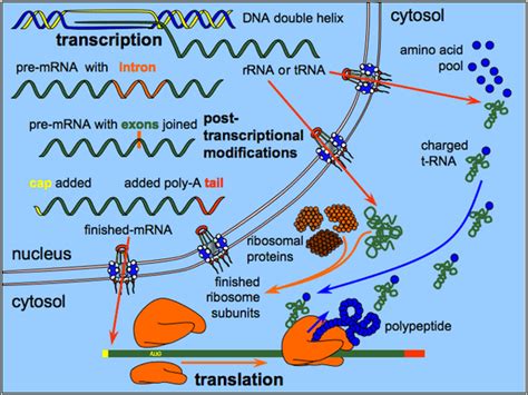 Performed chemical tests that showed no proteins were present. What are the roles of rRNA in protein synthesis? - Quora