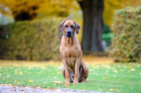 100 Perfect Hound Dog Names Doggowner
