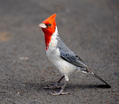 Red Crested Cardinal Photos And Wallpapers Collection Of The Red