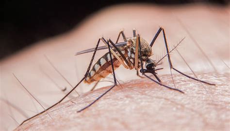 How Long Do Mosquitoes Live The Lifecycle Of A Mosquito