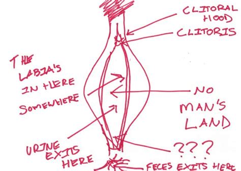 Can You Draw An Anatomically Correct Penis An Experiment