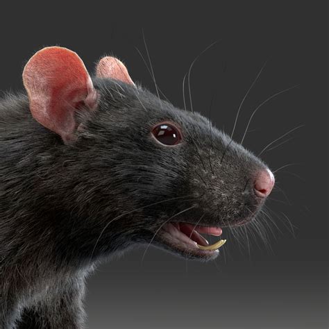 Rat 3d Model 3d Model Rats Animals