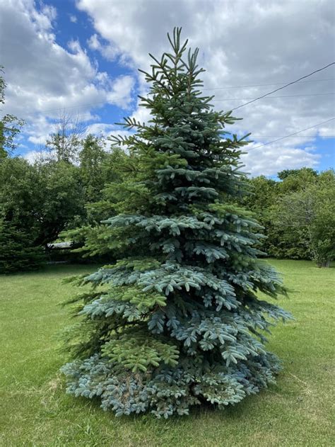 Norway Spruce Growing With A Blue Spruce In Ontario Canada R