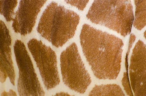 Genuine Leather Skin Of Giraffe Free Stock Photo Public Domain Pictures