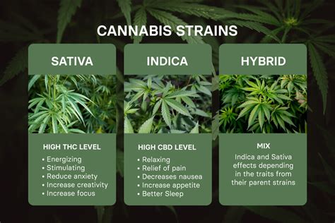 6 Easy Facts About What Are Hybrid Cannabis Strains And How Are They