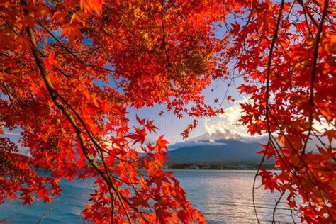 Mt Fuji In Autumn With Red Maple Leaves Stock Image Image Of Fuji