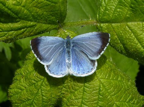 Holly Blue Butterfly Identification Facts And Pictures