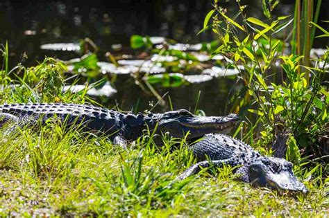 Predators Of Alligators Swamp Fever Airboat Adventures