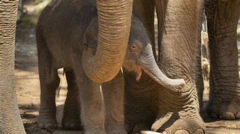 A Third Adorable Baby Elephant Calf Was Just Born At Melbourne Zoo