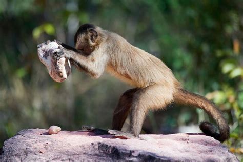 Can Dogs Eat Monkey Nut Shells