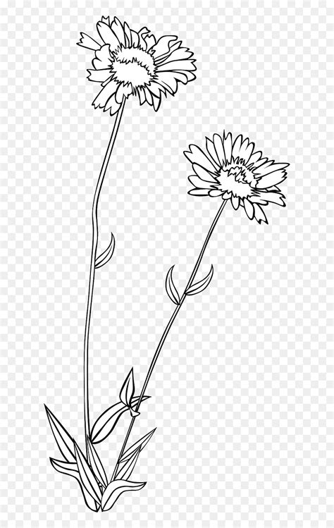 Vector Graphicsfree Pictures Free Wildflower Black And White
