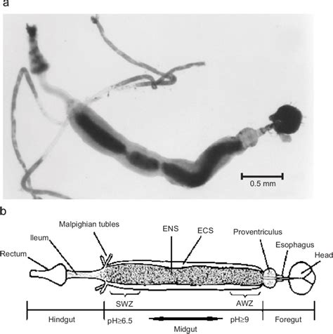 anatomy of gut of lutzomyia longipalpis larvae and ph in midgut lumen download scientific