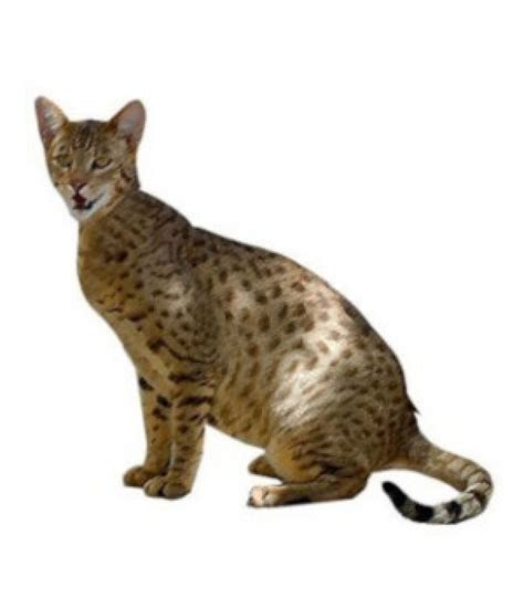 ashera cat breed information personality and common health problems
