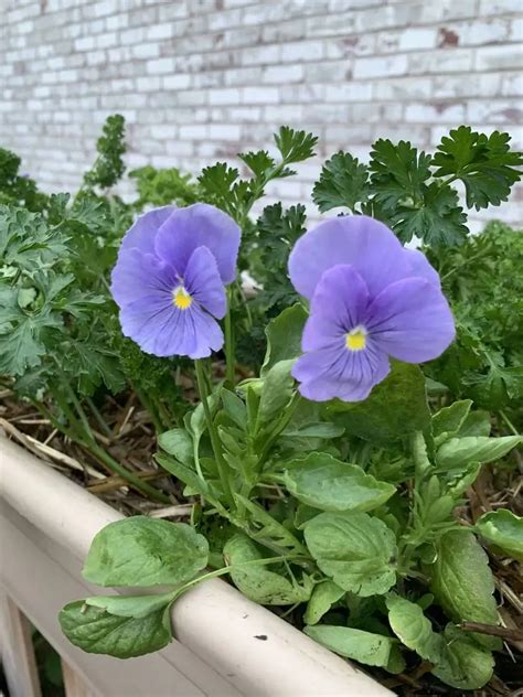 Celestial Blue Pansy Seeds Baker Creek Heirloom Seeds