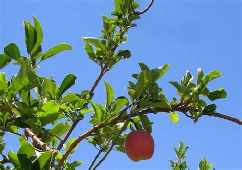 Maybe you would like to learn more about one of these? Fruit tree varieties for Arizona Archives - Ramblings from ...
