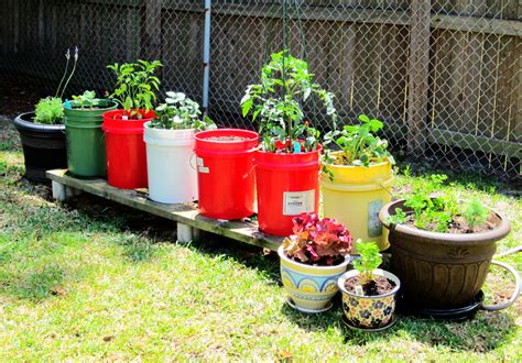 Our Five Gallon Firehouse Pickle Bucket Garden We Have Lavender