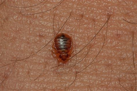 What Do Bed Bugs Look Like See It In Pictures Pest Control Of Bed