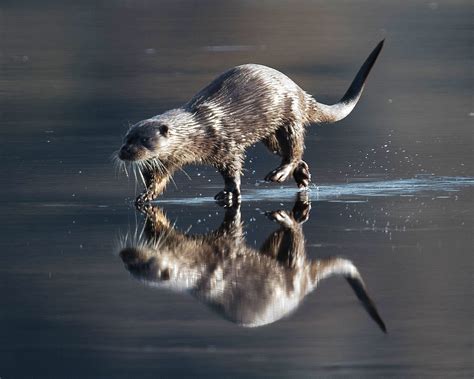 Otter Ian Galt Flickr