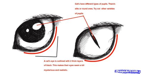How To Draw Realistic Cat Eyes