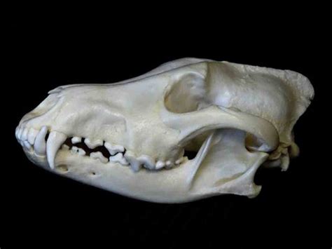 Animal Skull Identification Guide Waking Up Wild Waking Up Wild