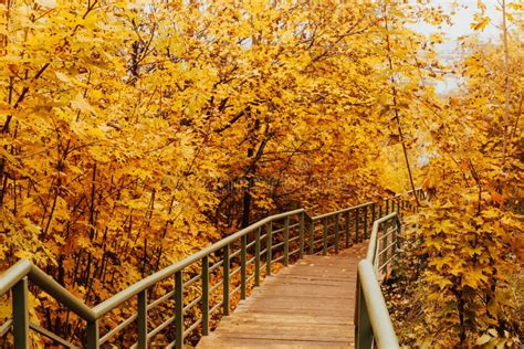 Autumn Landscape In Nature Autumn View With Wooden Bridge Over Stream