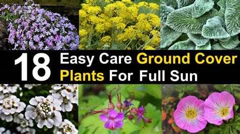 Nandina is okay in full sun but it tolerates full shade areas as well. Ground Cover Plants Perennials : 20 Best Ground Cover ...