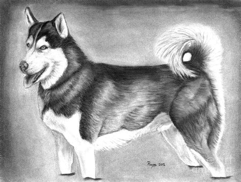 Sketching instruction, creativity starters, and fantastic things. Husky Drawing by Russ Smith