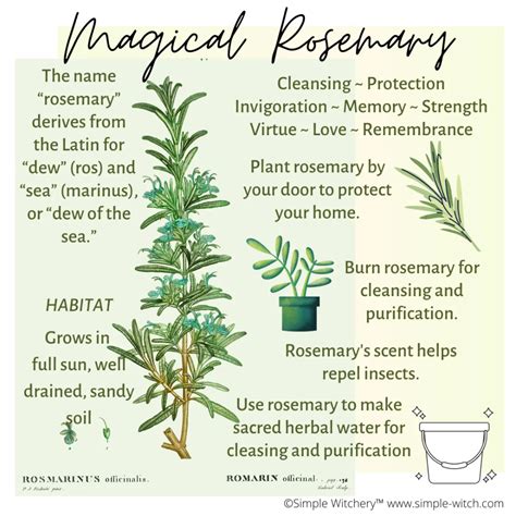 Rosemary Magickal Uses Rosemary Magickal Uses The Way Of Witch In