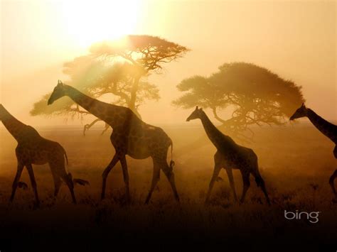 Giraffe On Sunset Grassland Bing Animal Photography Hd