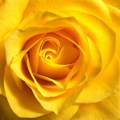 Yellow Rose Free Photo Download Freeimages